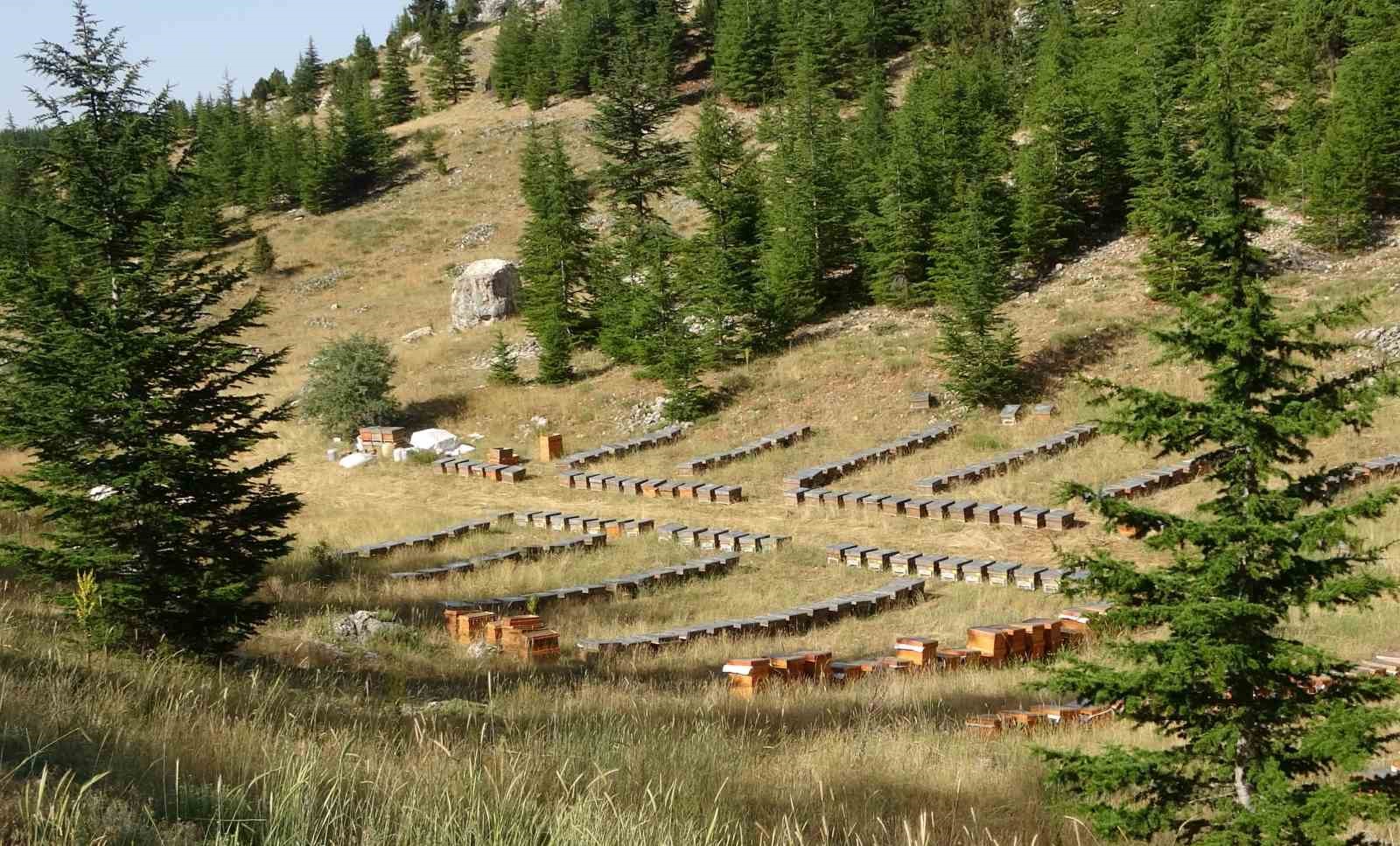 Sağım başladı: Şifa deposu sedir balı arıcıların yüzünü güldürdü
