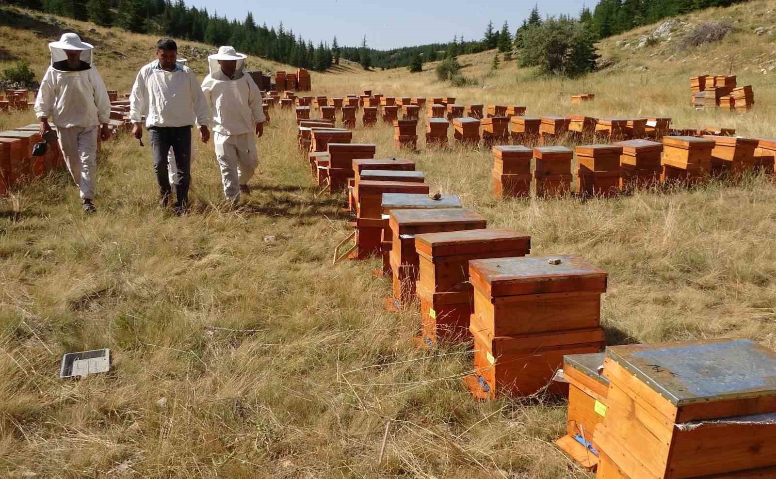 Sağım başladı: Şifa deposu sedir balı arıcıların yüzünü güldürdü
