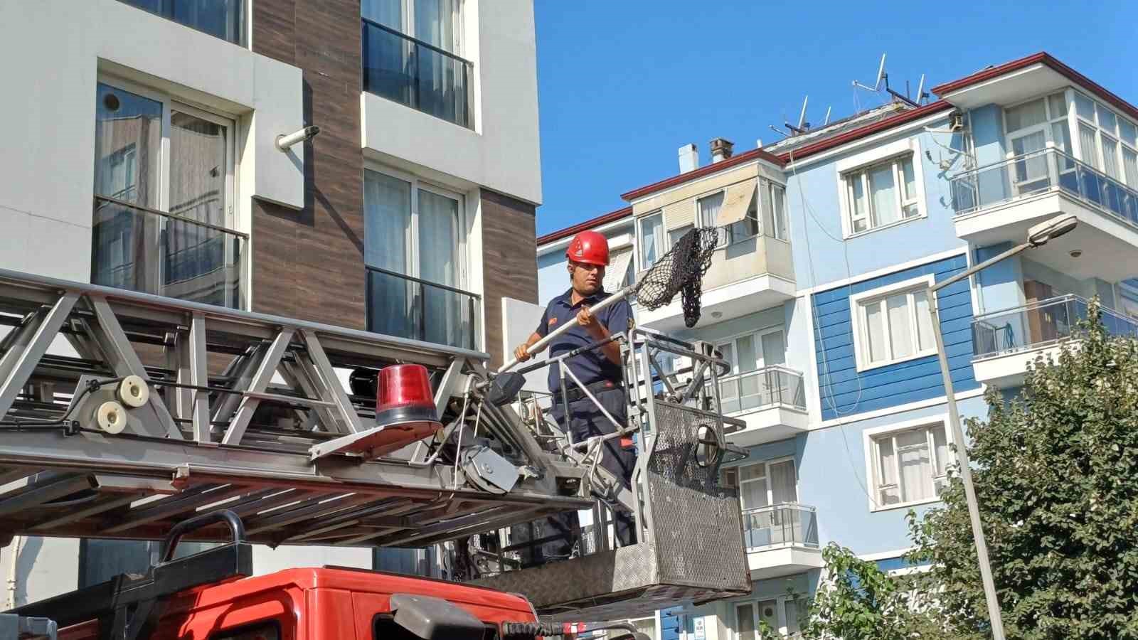 Çatıya sıkışan kumru ekipleri harekete geçirdi
