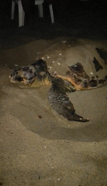 Caretta carettalar Kuşadası’nda 3 ayrı noktaya yumurta bıraktı
