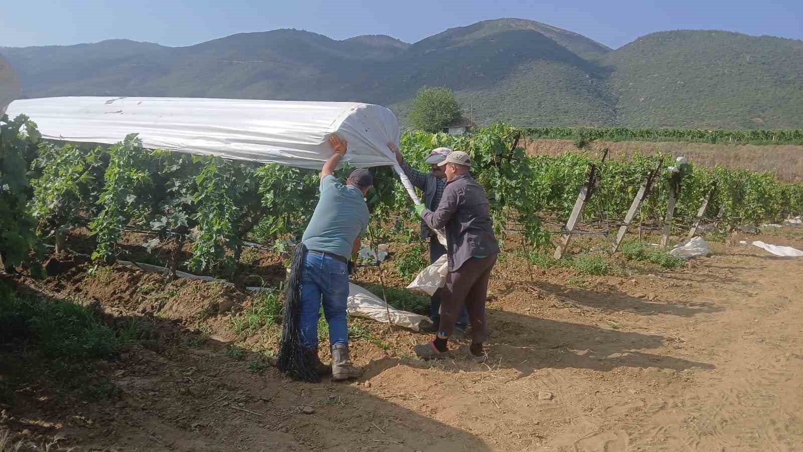 Üzüm bağları beyaz gelinliklerini giymeye başladı
