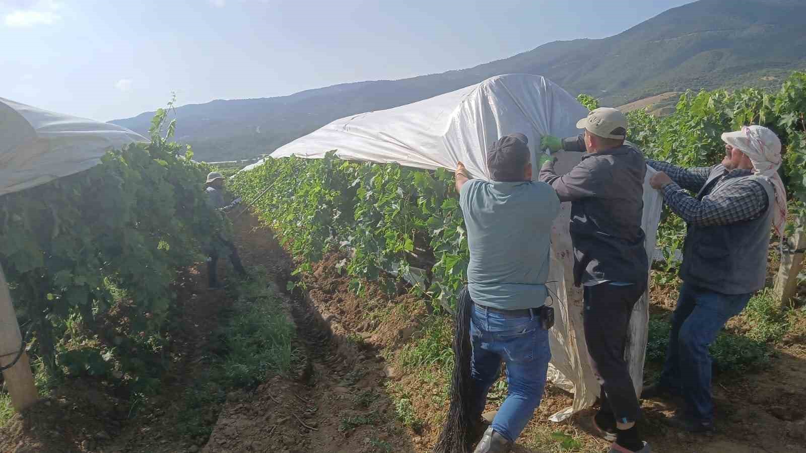 Üzüm bağları beyaz gelinliklerini giymeye başladı
