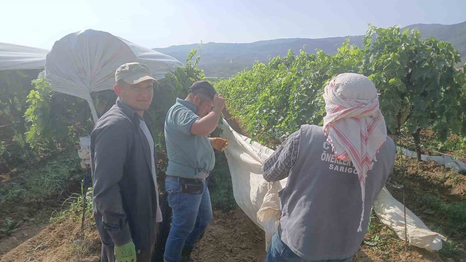 Üzüm bağları beyaz gelinliklerini giymeye başladı
