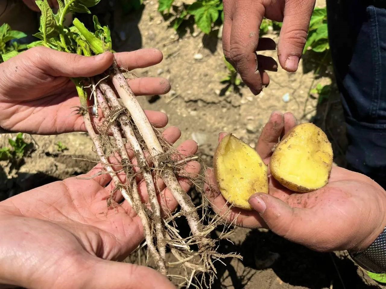 Bayburt’ta patates ekili alanlarda hastalık ve zararlı kontrolleri yapıldı
