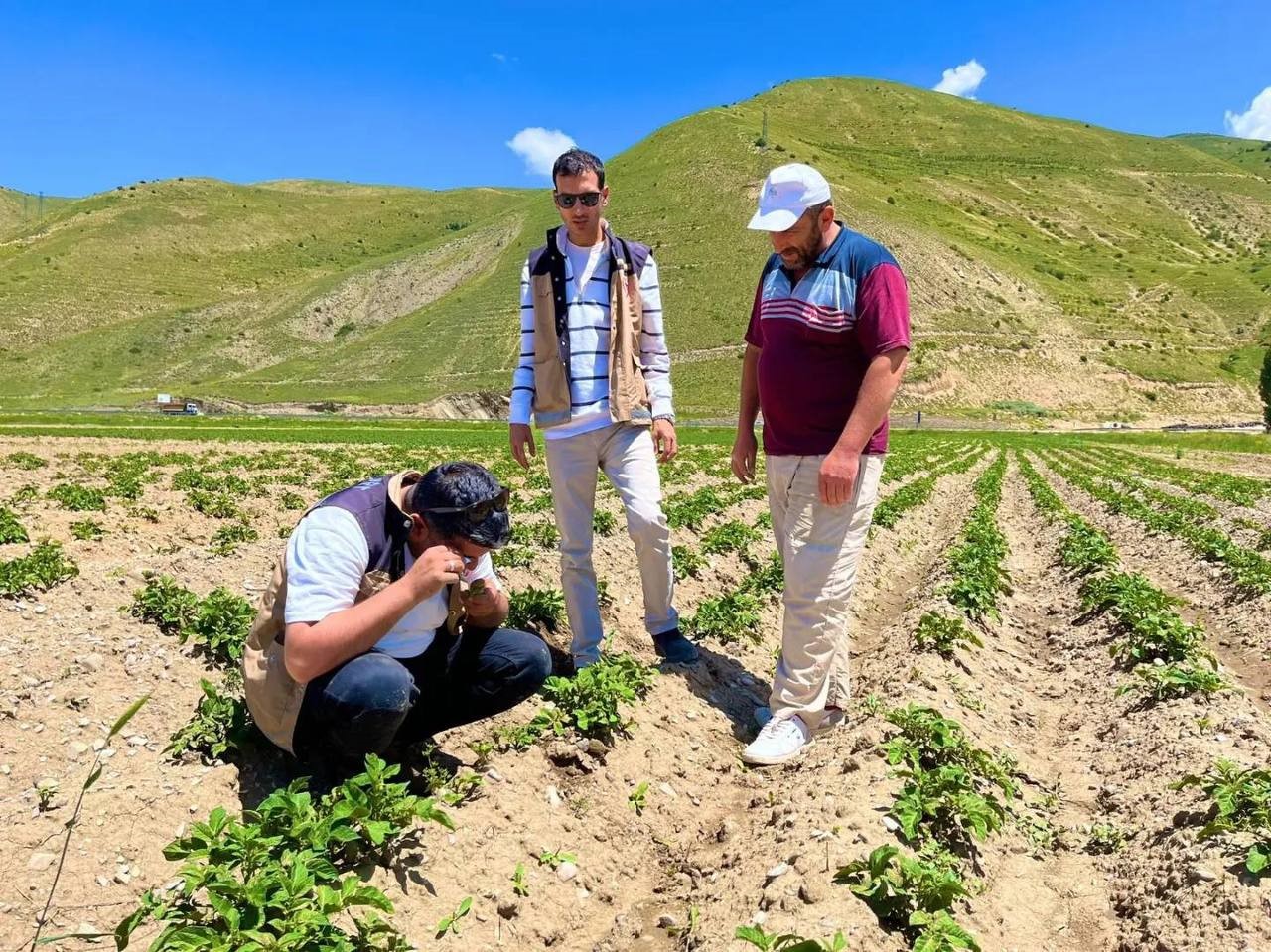 Bayburt’ta patates ekili alanlarda hastalık ve zararlı kontrolleri yapıldı
