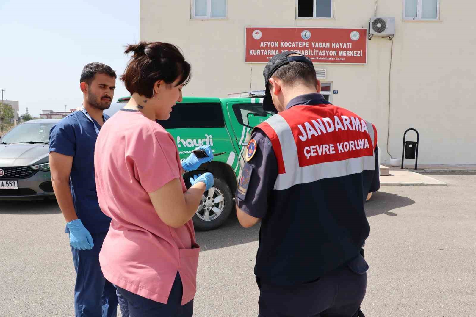 Jandarmanın bulduğu yaralı yavru Ebabil kuşu koruma altına alındı
