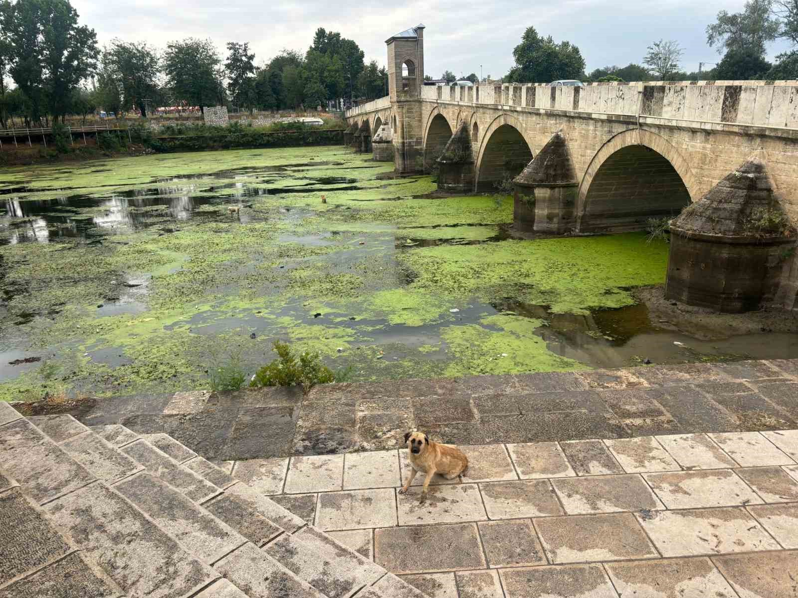 Su akışı durdu, Tunca Nehri yeşile döndü
