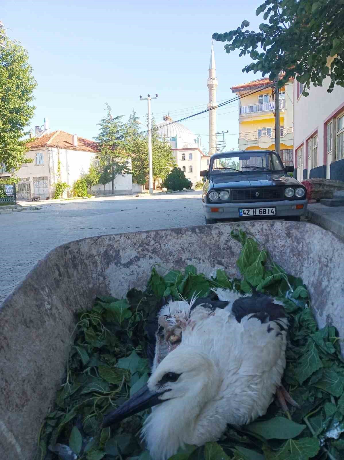 Beyşehir’de yuvadan düşen yaralı leylek koruma altına alındı
