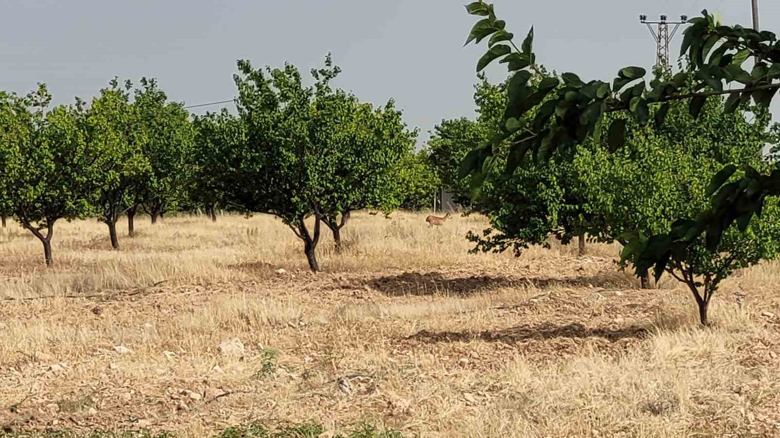 Yaban keçileri bu sefer kayısı bahçesinde görüntülendi
