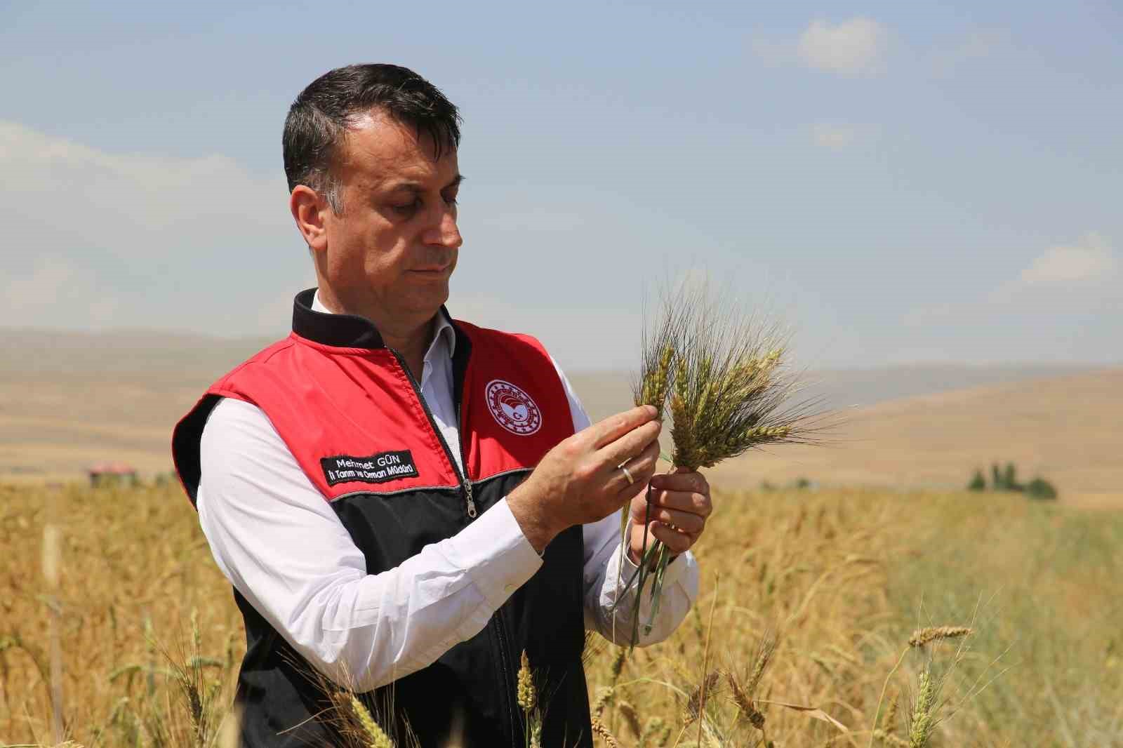 Muş’ta ilk defa ekimi yapılan ata tohumu buğdaydan yüksek verim bekleniyor
