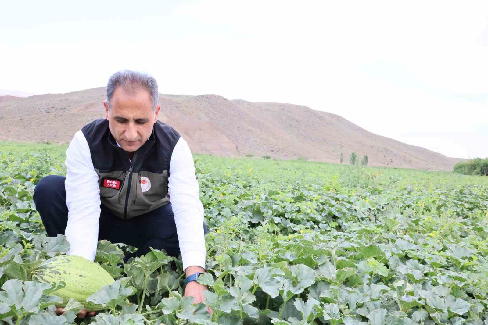 Kars’ın kavun ve karpuz ihtiyacı Digor’dan karşılanacak
