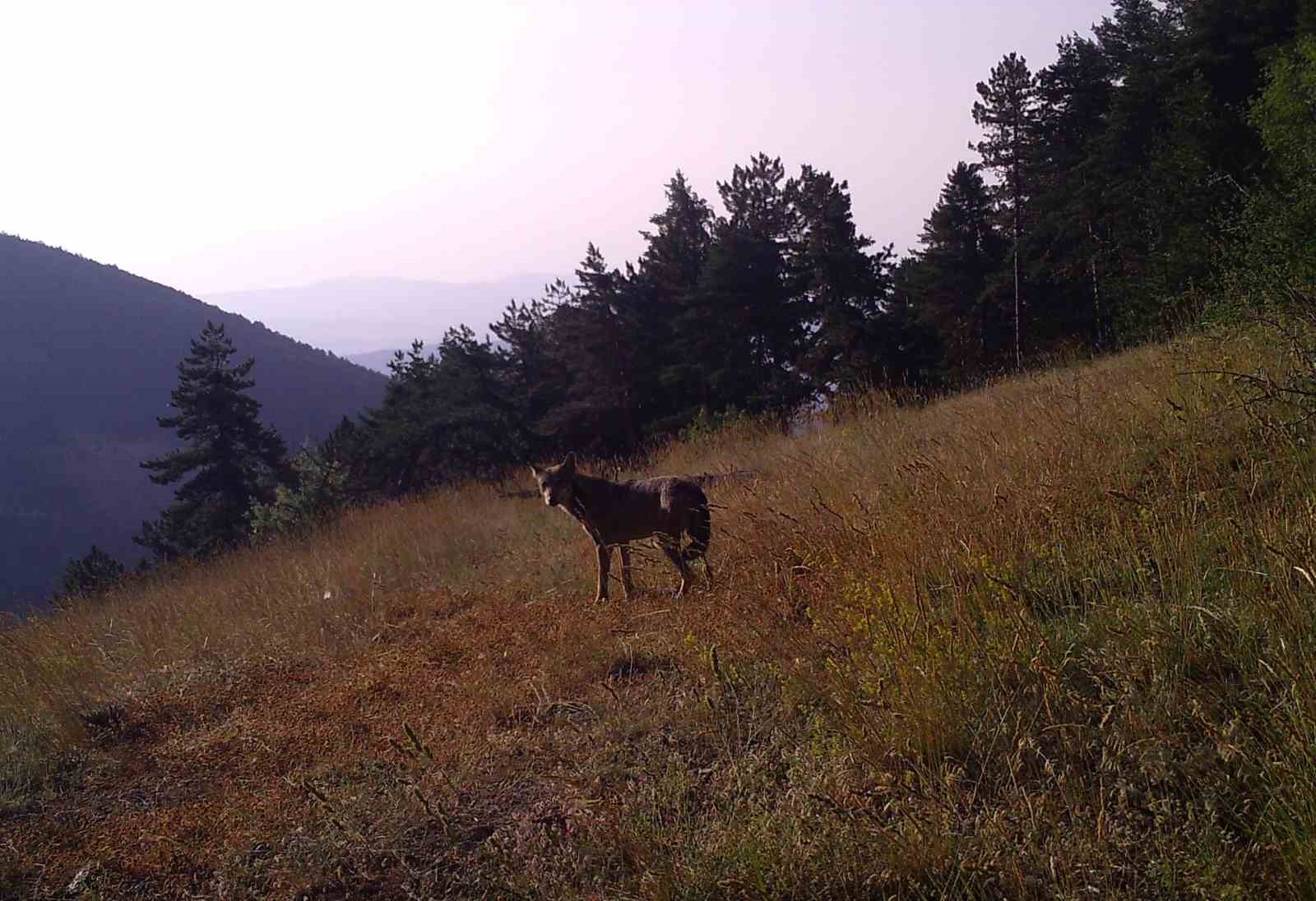 Ormanlara giriş yasağı yaban hayatı popülasyonunu arttırdı
