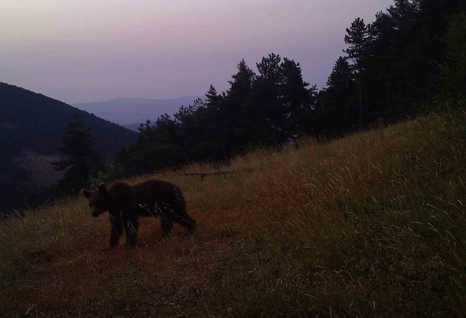 Ormanlara giriş yasağı yaban hayatı popülasyonunu arttırdı
