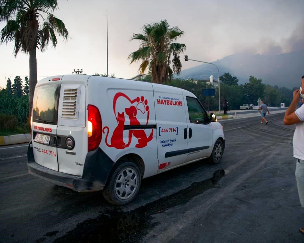 Kuşadası Belediyesi’nin orman yangınından kurtardığı can dostlar her geçen gün iyileşiyor
