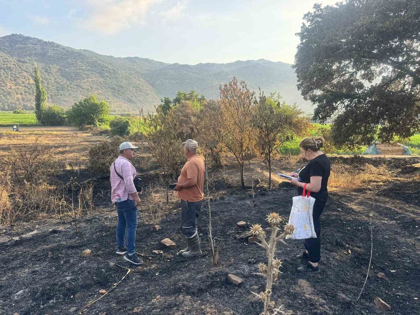 Söke’de yangından etkilenen 500 dekarlık zeytinlik alanında hasar tespiti yapıldı
