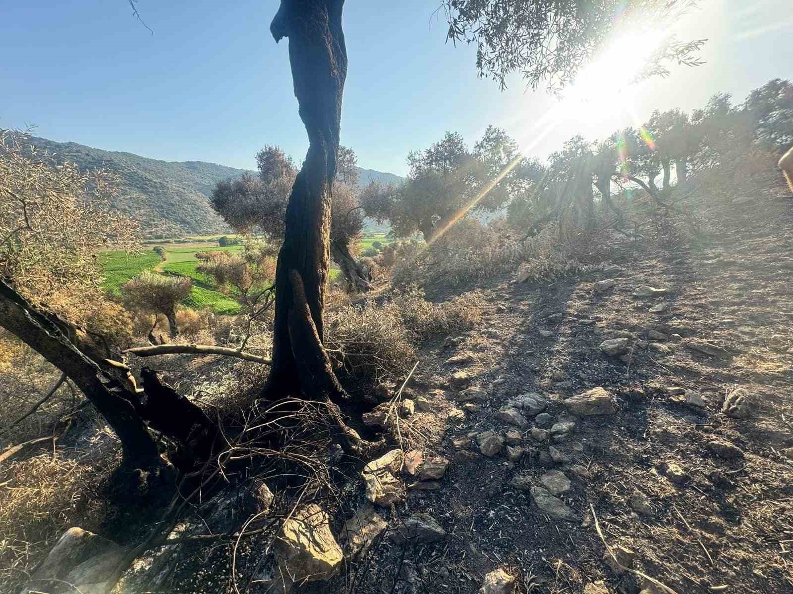 Söke’de yangından etkilenen 500 dekarlık zeytinlik alanında hasar tespiti yapıldı
