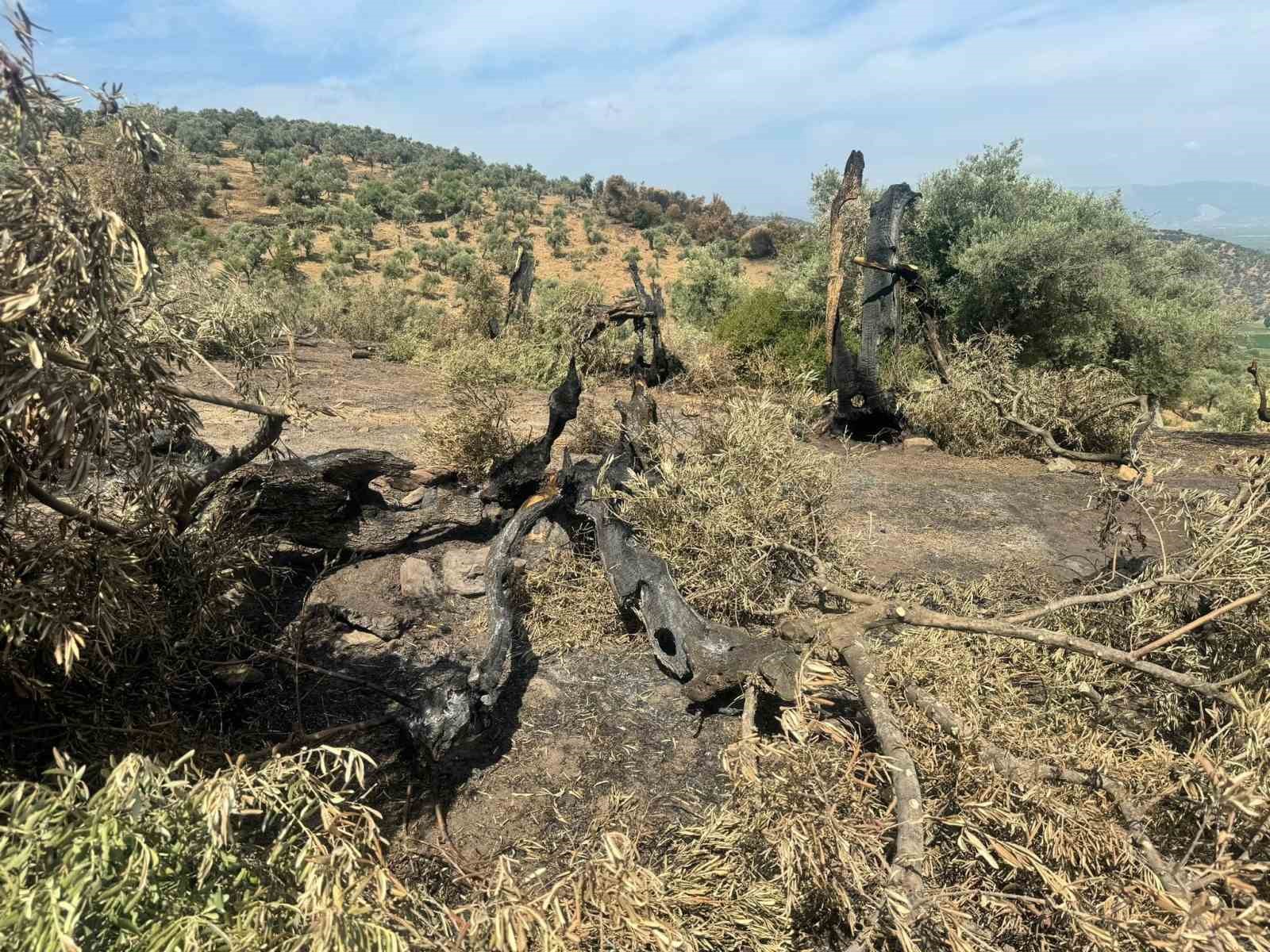 Söke’de yangından etkilenen 500 dekarlık zeytinlik alanında hasar tespiti yapıldı
