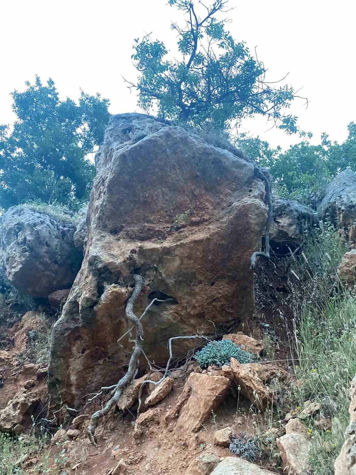 Menengiç bitkisi toprağa ulaşmak için kayayı yaklaşık 2 metre deldi
