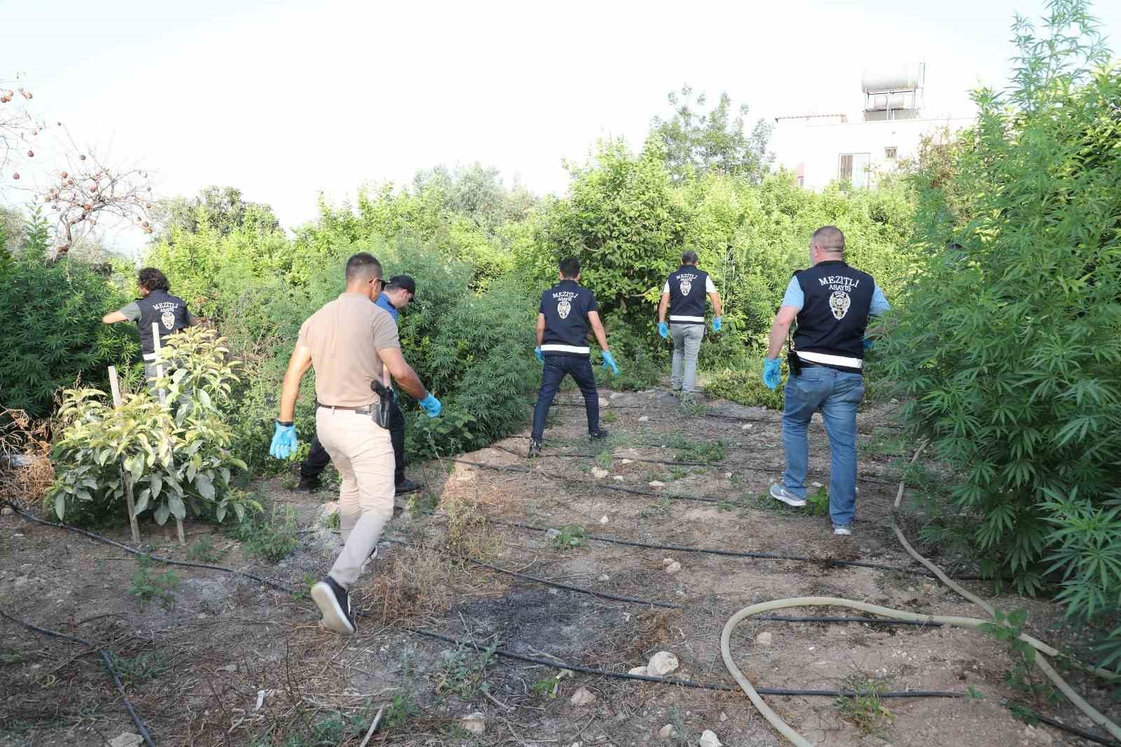 Limon bahçesinde uyuşturucu yetiştirirken yakalandı
