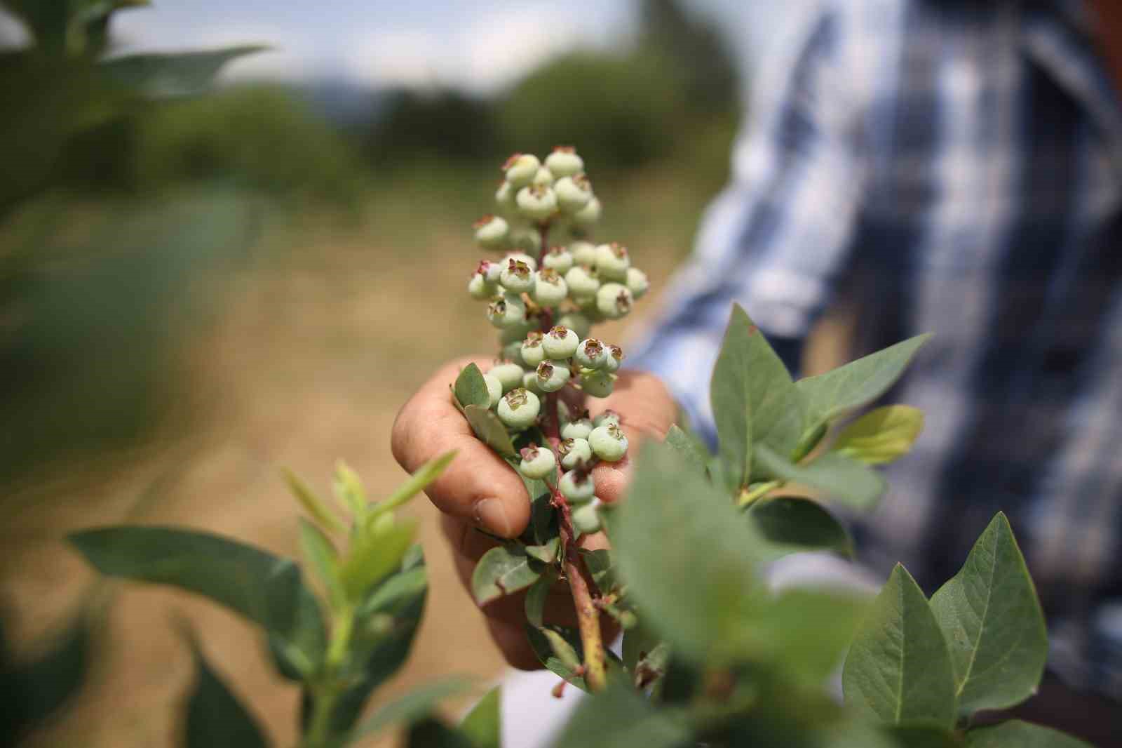 (Özel) Şifa deposu yaban mersininde hasat zamanı
