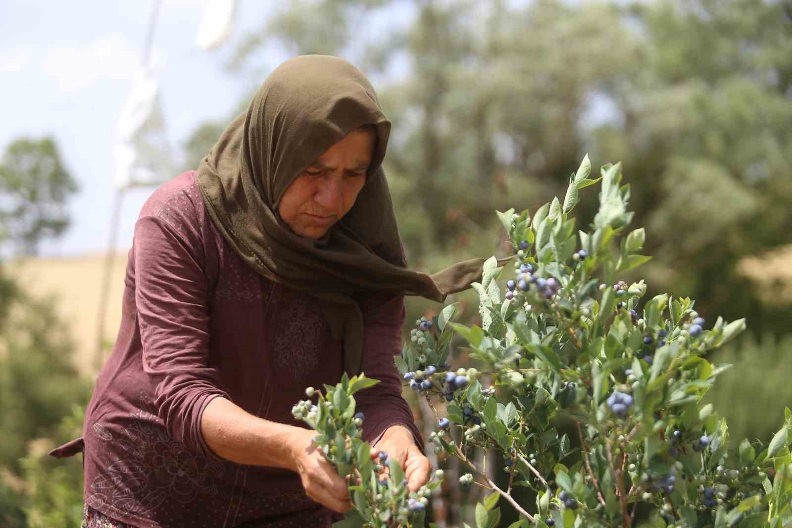 (Özel) Şifa deposu yaban mersininde hasat zamanı
