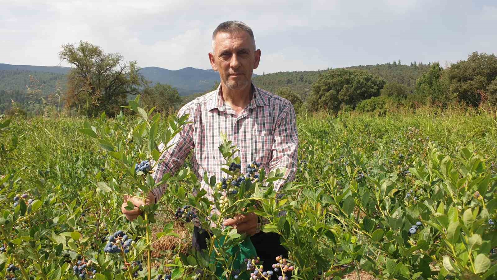 (Özel) Şifa deposu yaban mersininde hasat zamanı
