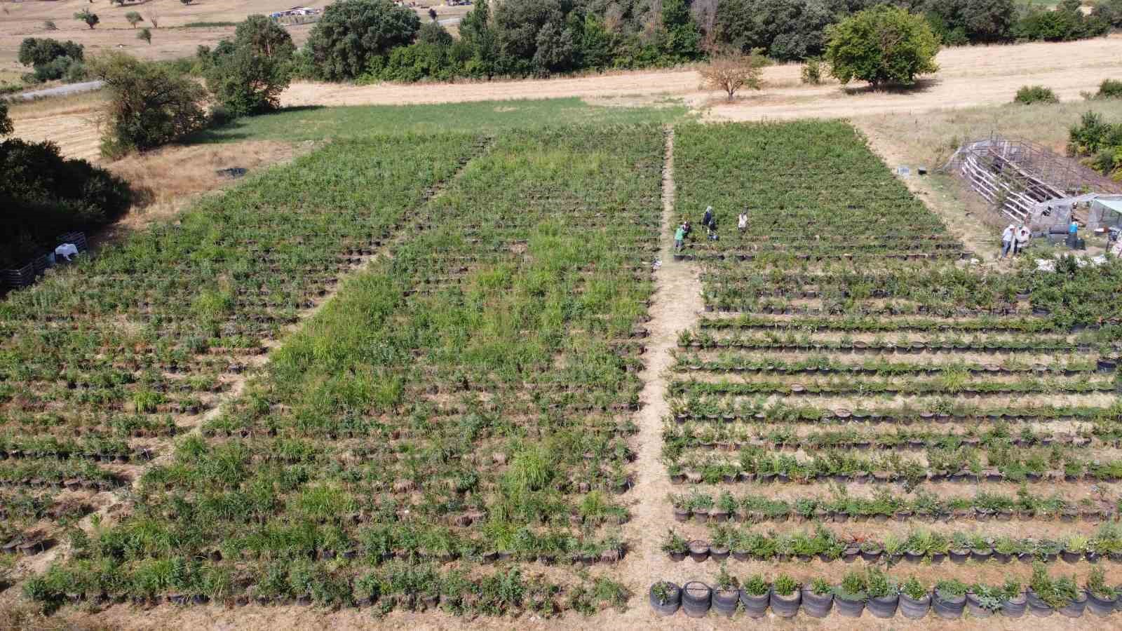 (Özel) Şifa deposu yaban mersininde hasat zamanı
