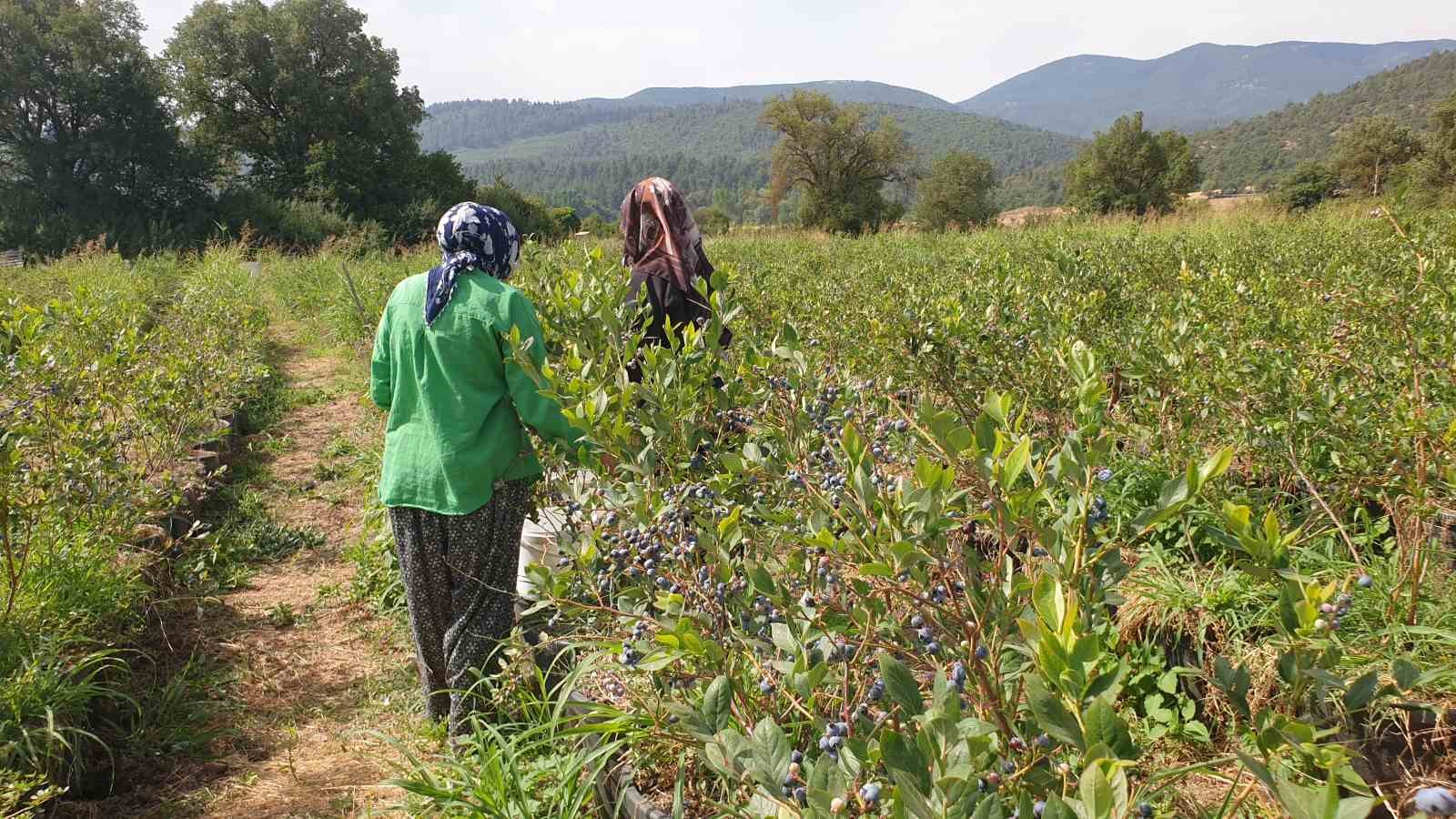 (Özel) Şifa deposu yaban mersininde hasat zamanı
