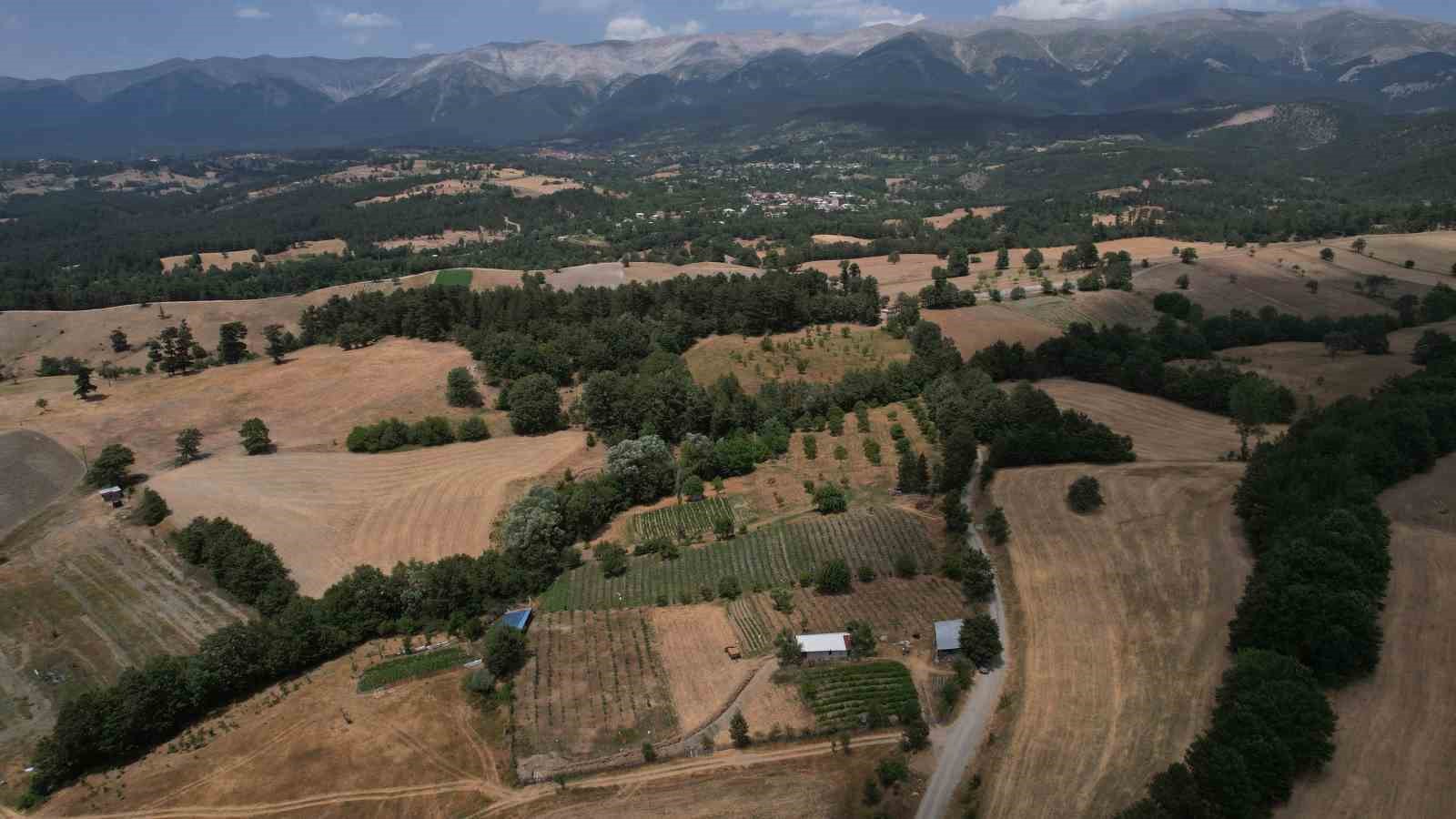 (Özel) Şifa deposu yaban mersininde hasat zamanı
