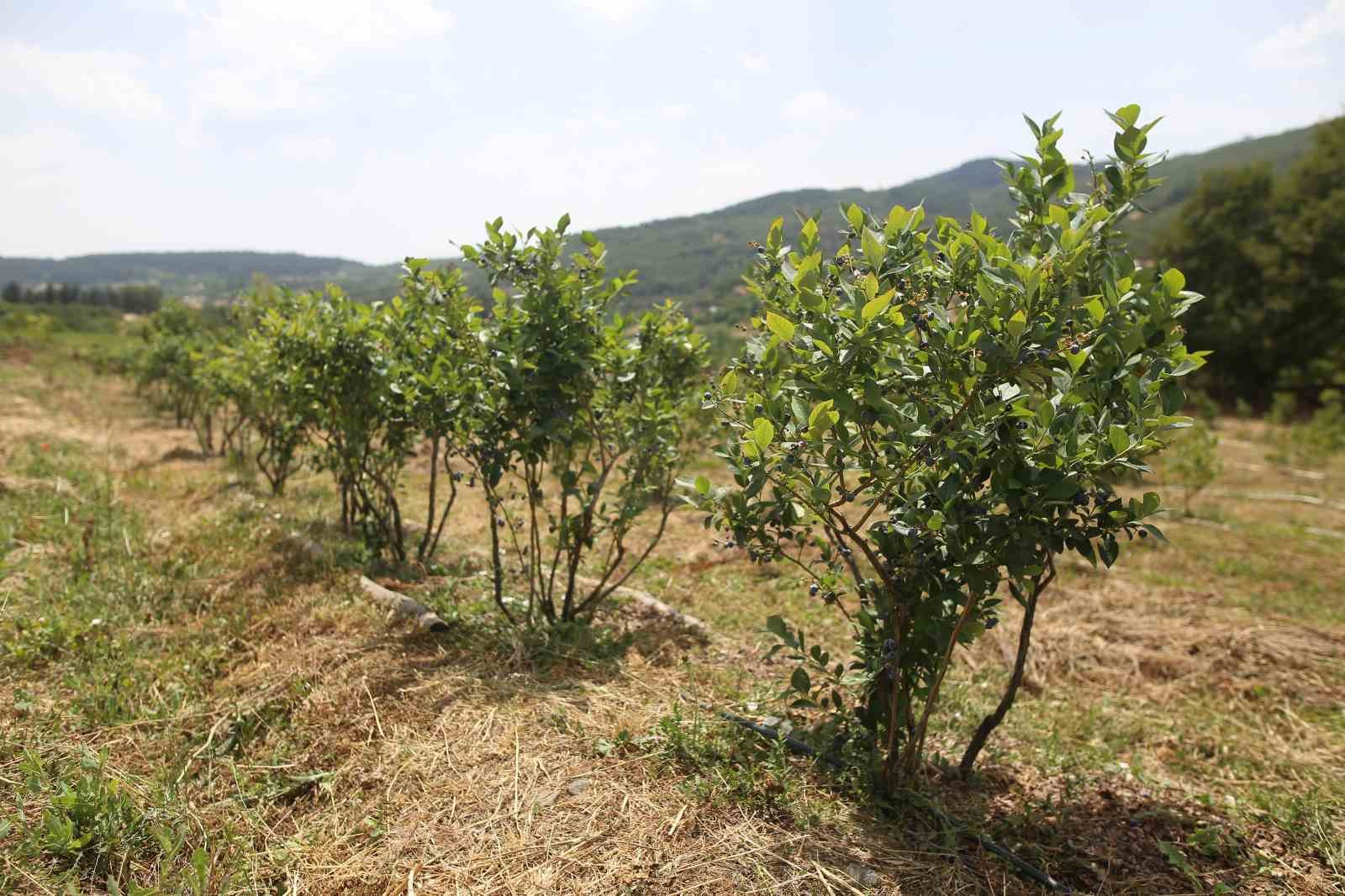 (Özel) Şifa deposu yaban mersininde hasat zamanı
