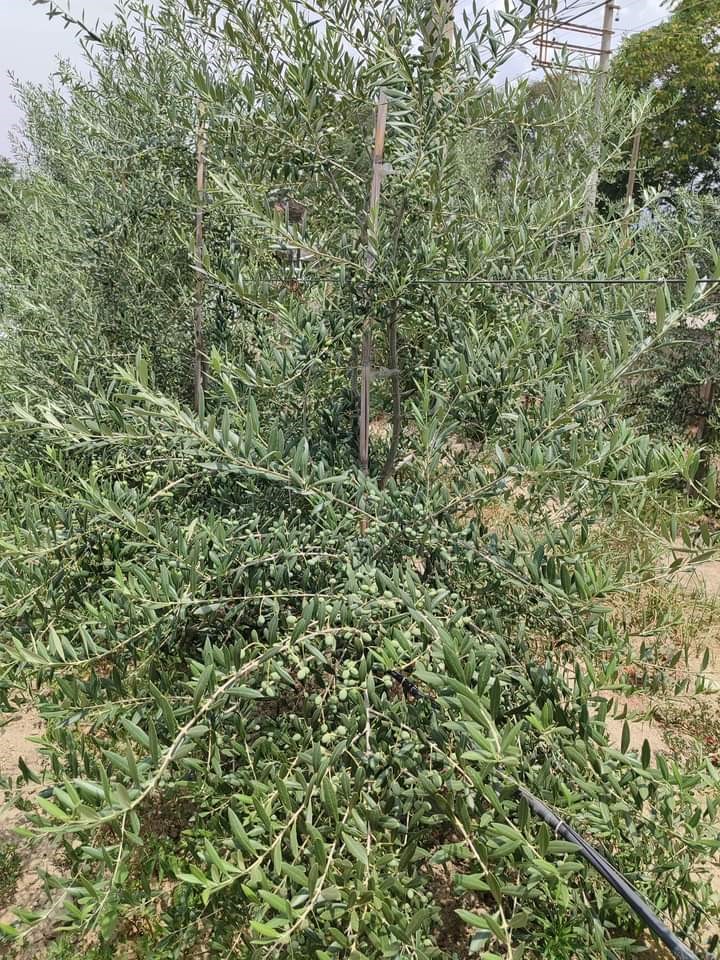 Sarıgöllü genç girişimci bodur zeytin türünü sevdirdi
