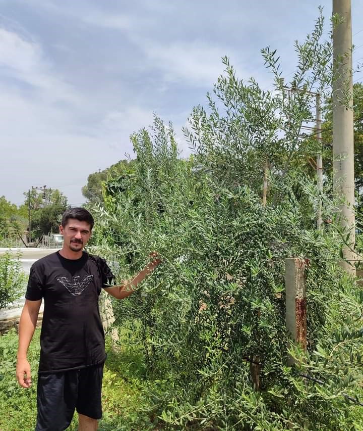 Sarıgöllü genç girişimci bodur zeytin türünü sevdirdi
