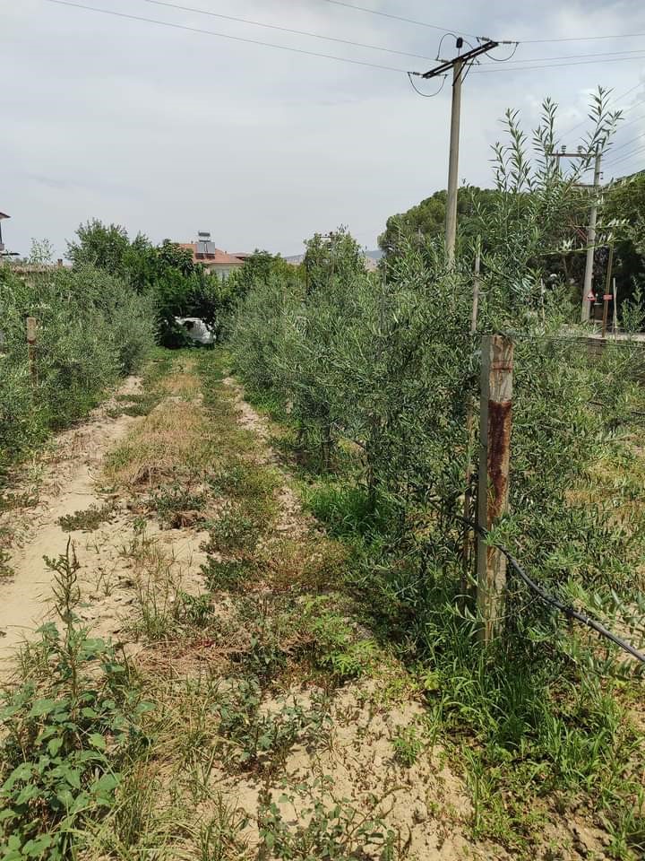 Sarıgöllü genç girişimci bodur zeytin türünü sevdirdi
