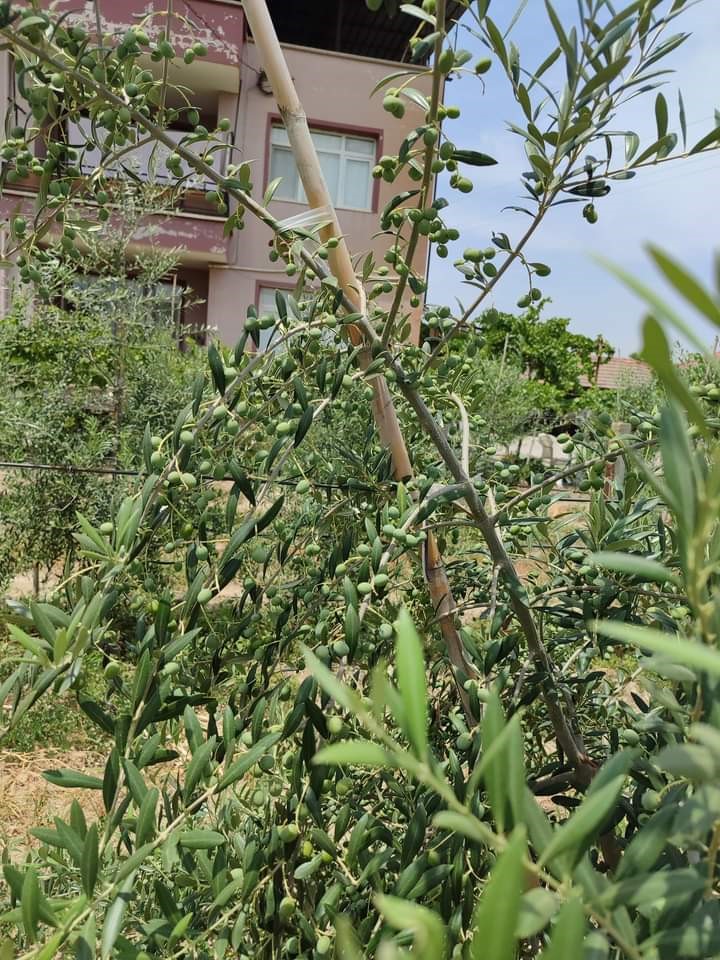 Sarıgöllü genç girişimci bodur zeytin türünü sevdirdi
