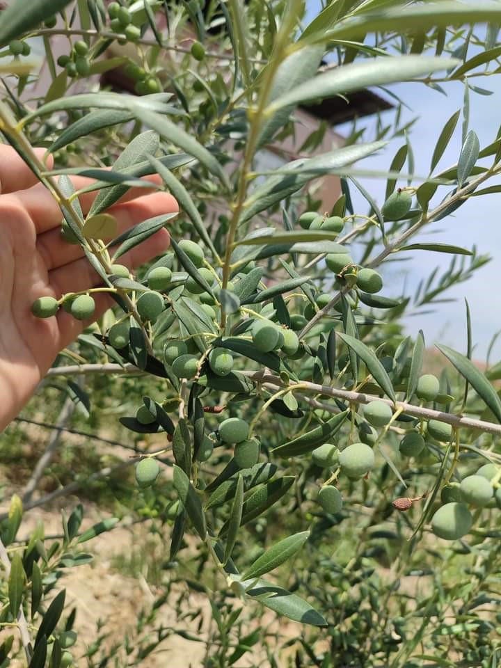 Sarıgöllü genç girişimci bodur zeytin türünü sevdirdi
