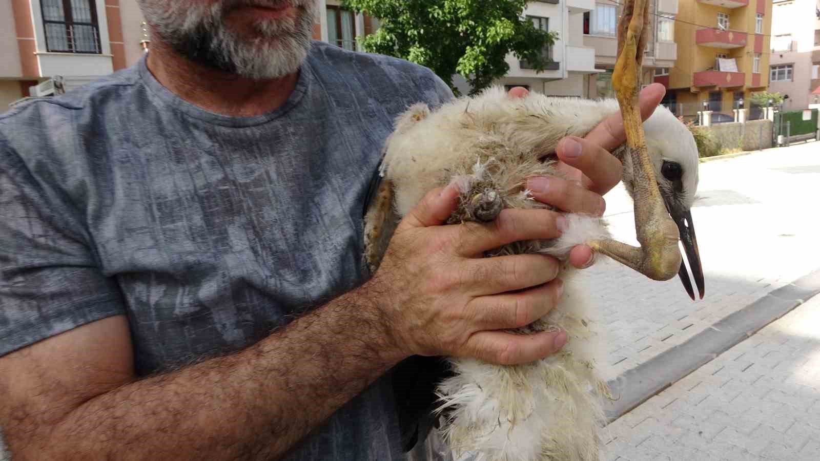 Tokat’ta bulduğu yaralı yavru leyleği İstanbul’daki evinde besliyor
