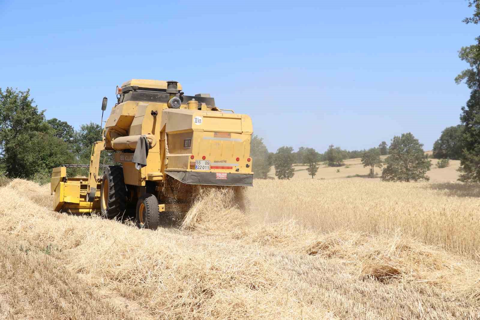 Buğdayda rekolte ve kalite arttı
