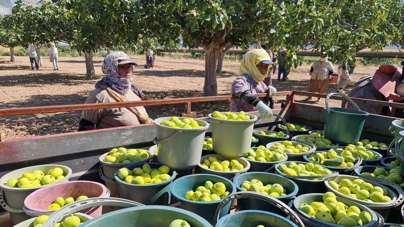 Buharkent’te erkenci taze incir hasadı başladı
