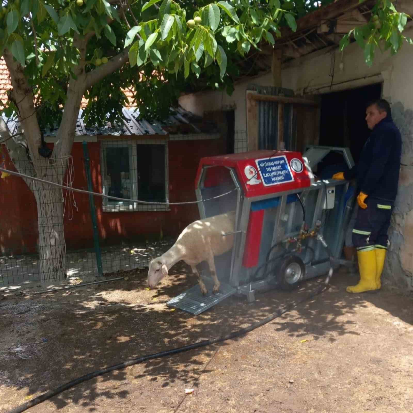 Tavas Belediyesi 21 bin 735 küçükbaş hayvana parazit bakımı yaptı
