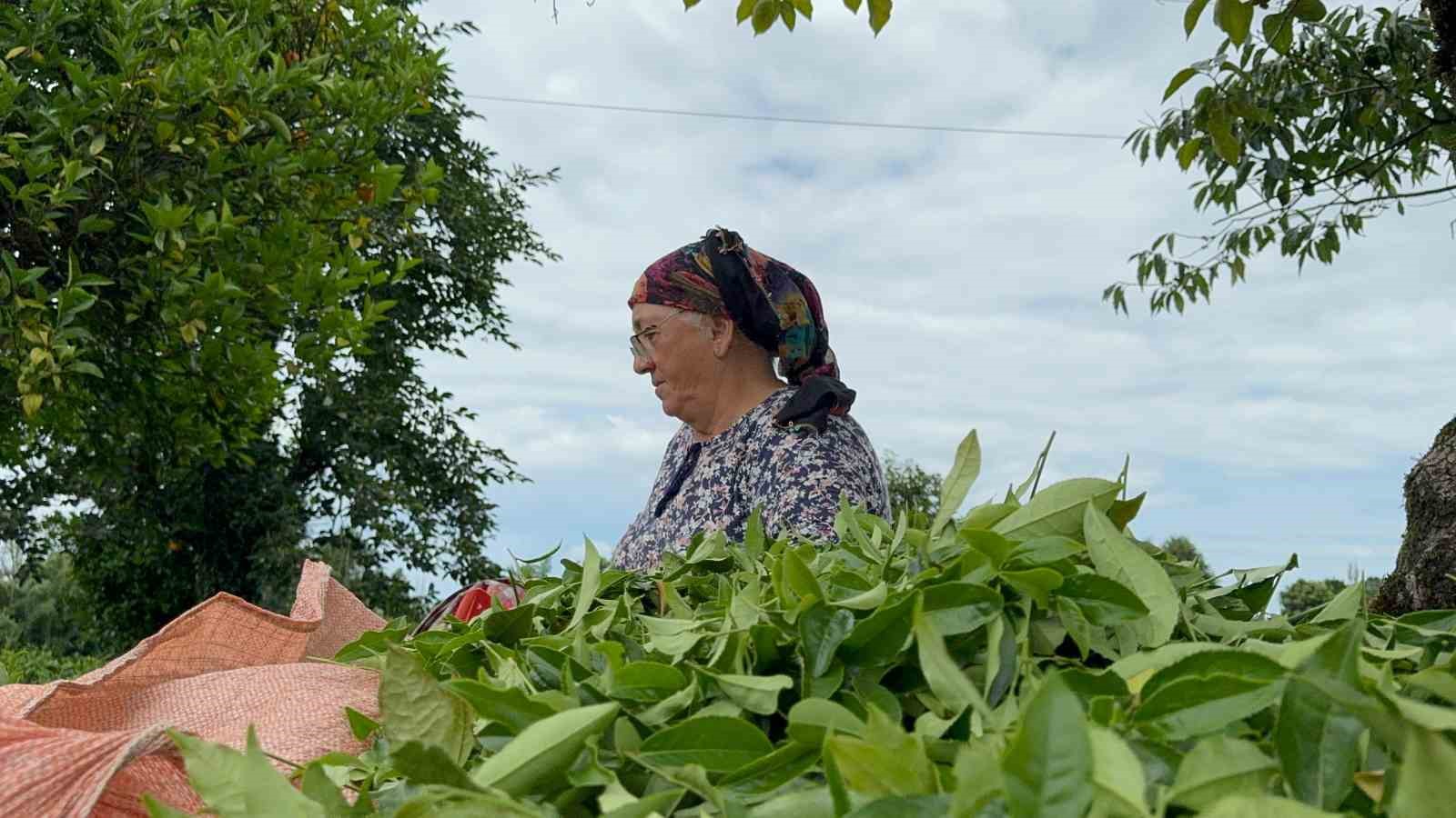 ÇAYKUR tarafından kuru çaya yüzde 22 zam yapıldı
