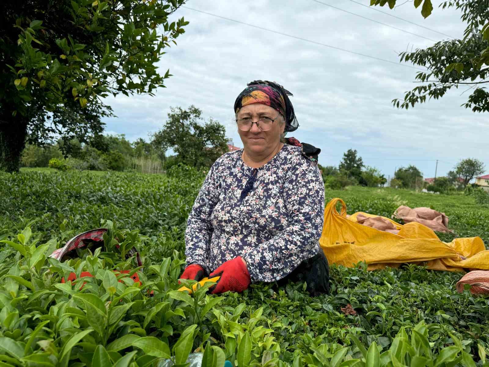 ÇAYKUR tarafından kuru çaya yüzde 22 zam yapıldı
