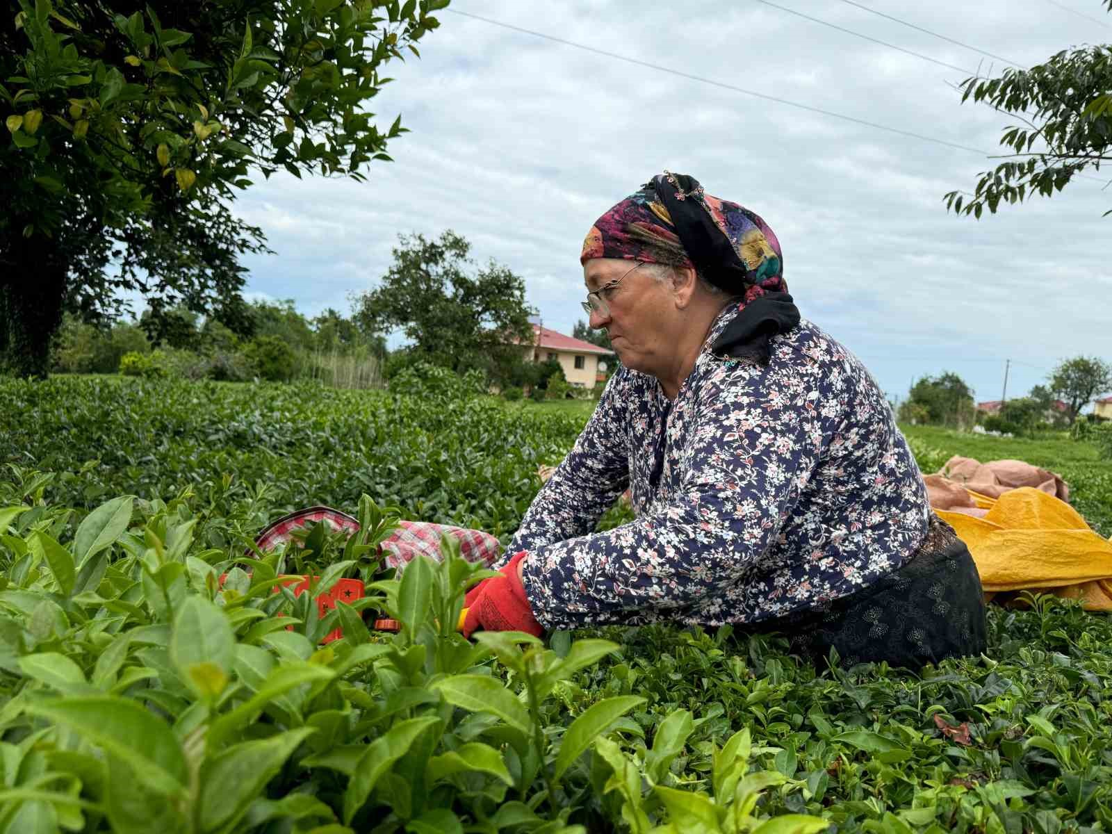 ÇAYKUR tarafından kuru çaya yüzde 22 zam yapıldı
