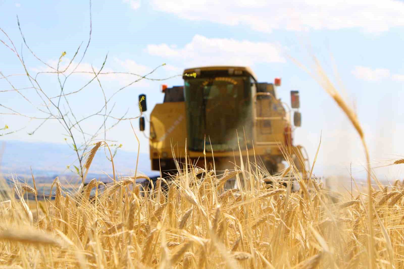 Elazığ’da 900 bin dekar alanda hasat yapılması bekleniyor
