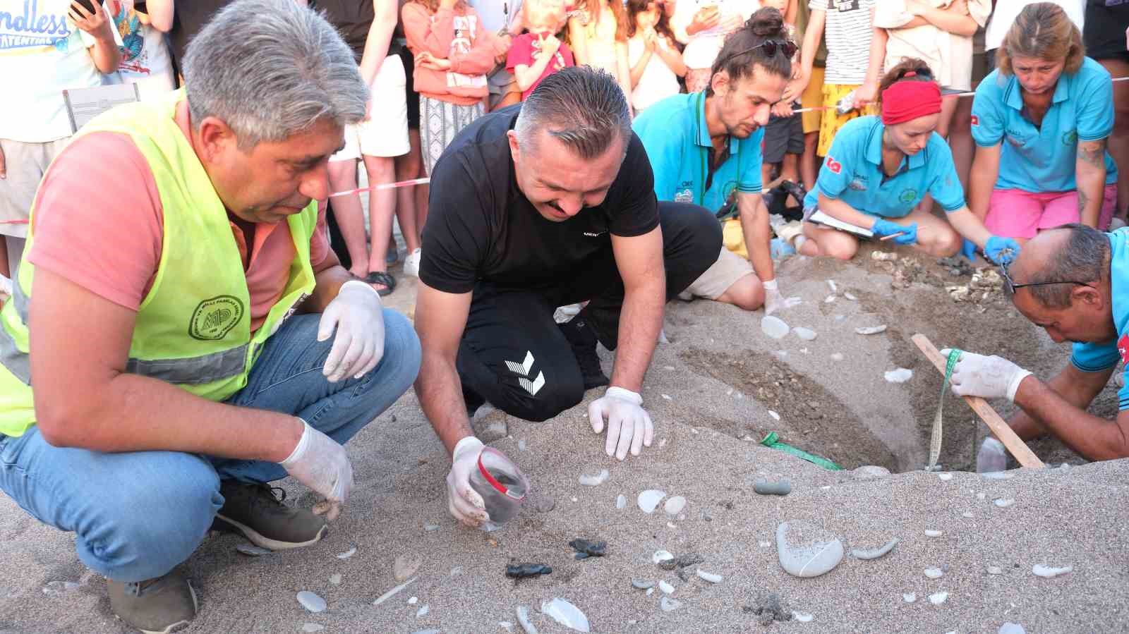 Kemer’de son 30 yılın yavrulu caretta caretta rekoru bekleniyor
