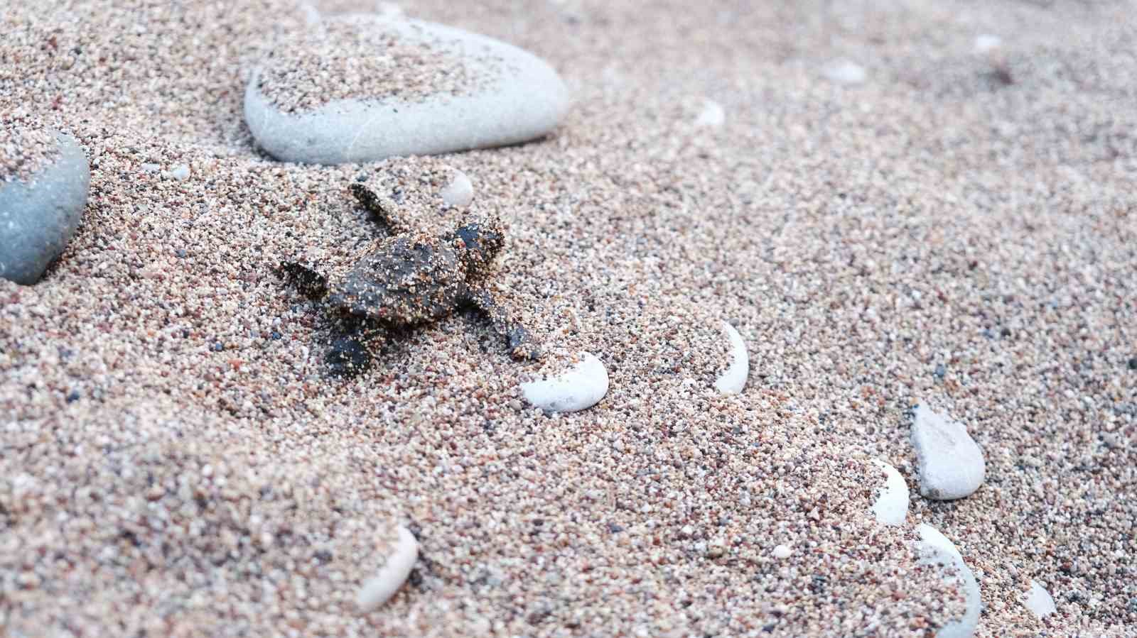 Kemer’de son 30 yılın yavrulu caretta caretta rekoru bekleniyor
