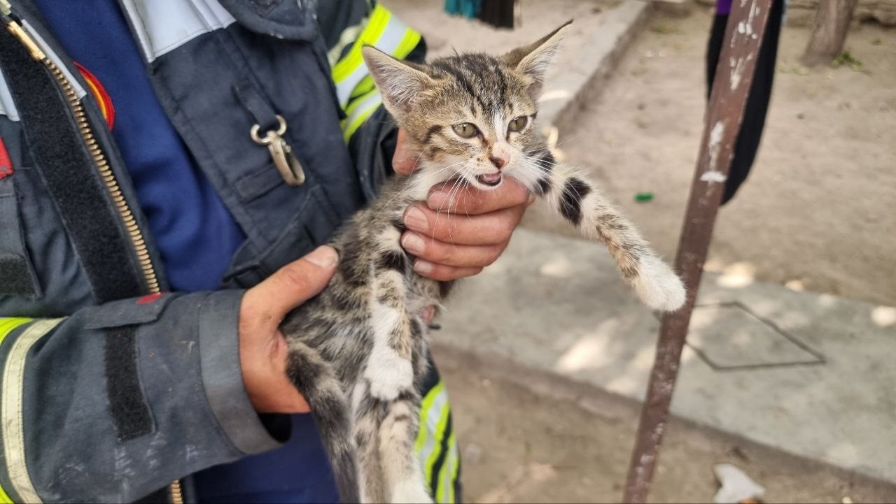 Yavru kediyi alevlerin arasından itfaiye ekipleri kurtardı
