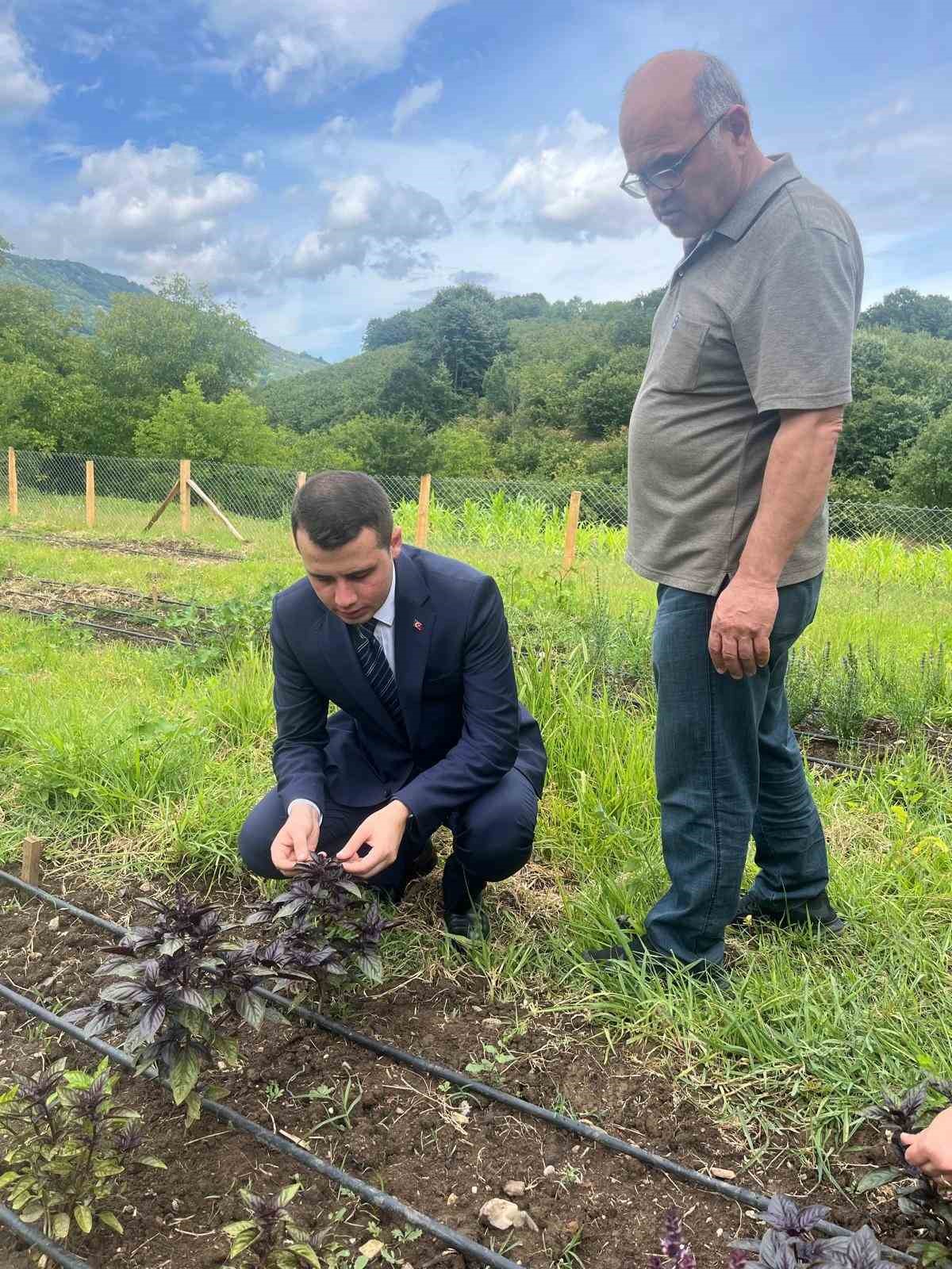 Tıbbi ve aromatik bitkilere yerinde inceleme
