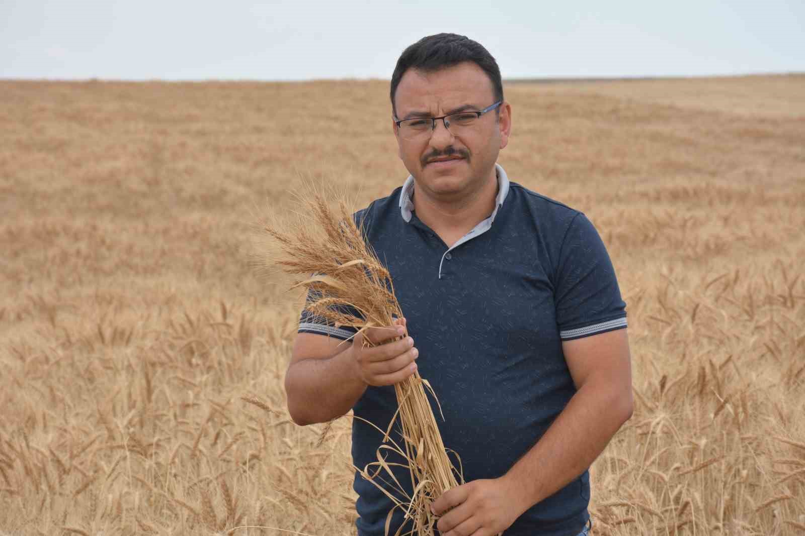 Ankara’nın tahıl ambarında hasat başladı
