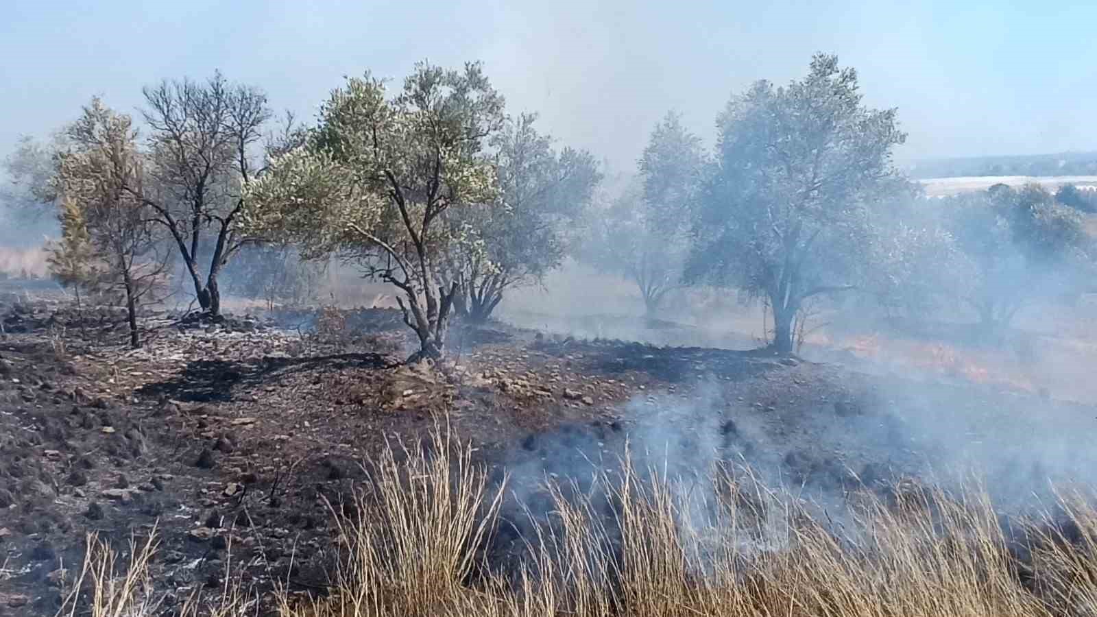 Çöplerden çıkan yangın, zeytin ağaçlarına zarar verdi
