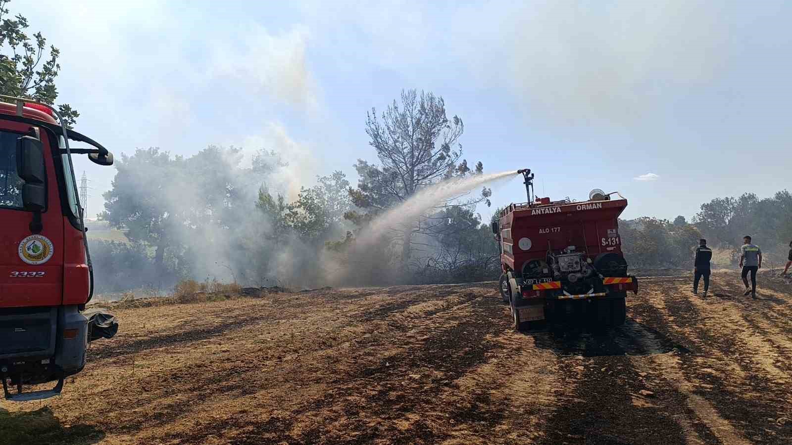 Çöplerden çıkan yangın, zeytin ağaçlarına zarar verdi
